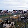 Caithness County Show (Banner)